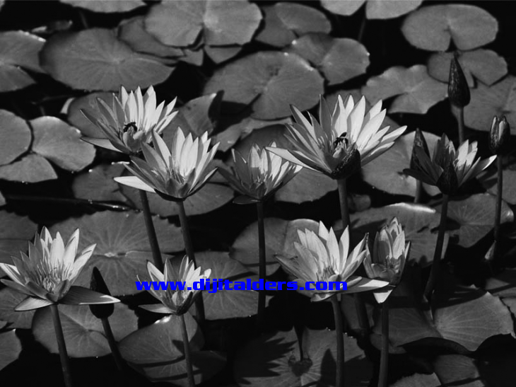 Contact Sheets, Picture Package, Conditional Mode Change, Fit Image, Merge To Hdr, Photomerge
