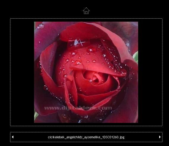 Automate menüsünden Web Photo Galery