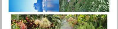 Automate Menüsünden Picture Package