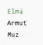 js for Döngüleri