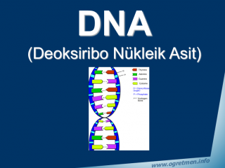 DNA - Deoksiribo Nükleik Asit