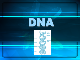 DNA - Deoksiribo Nükleik Asit 2