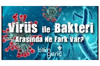 Virüs ve Bakteri Arasında Ne Fark Var?